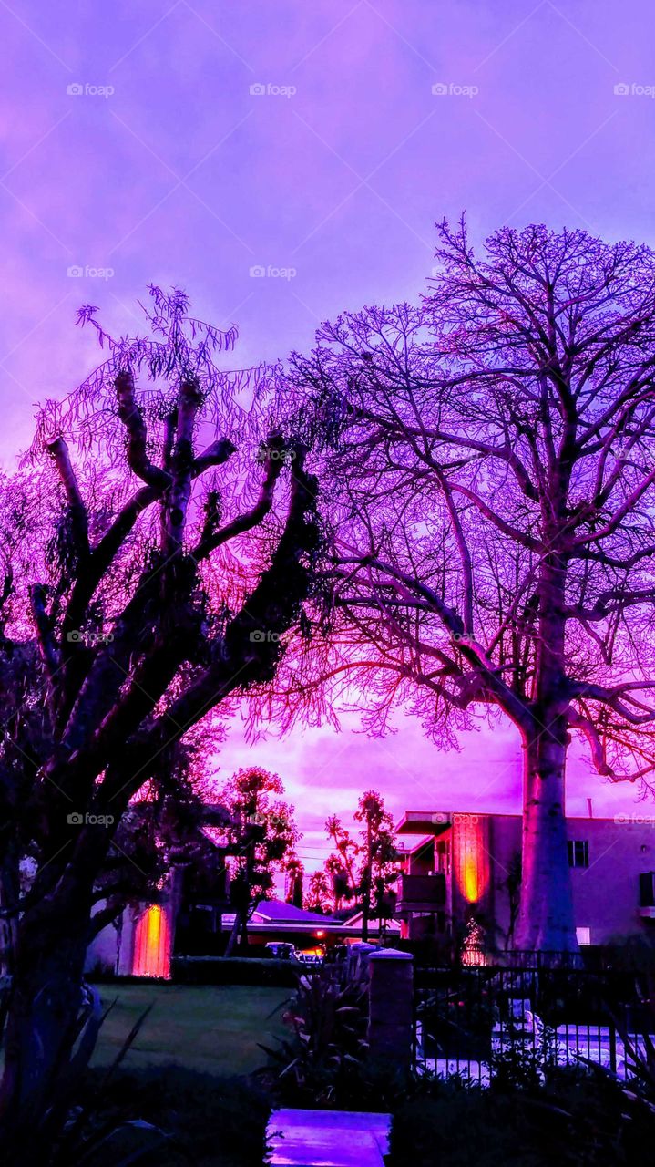Purple Haze View 💯