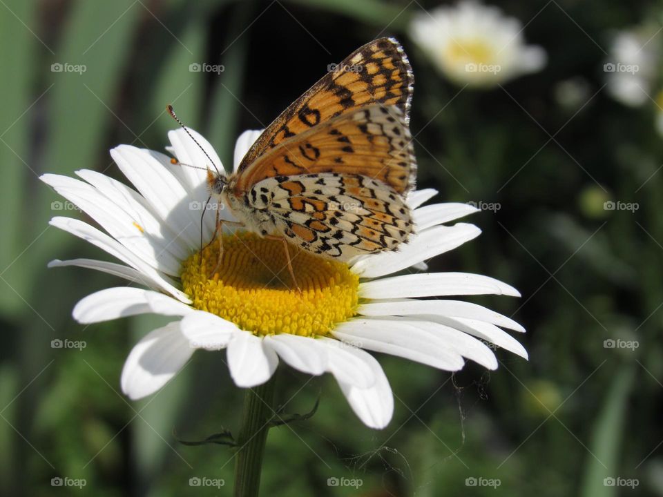 бабочка на ромашке