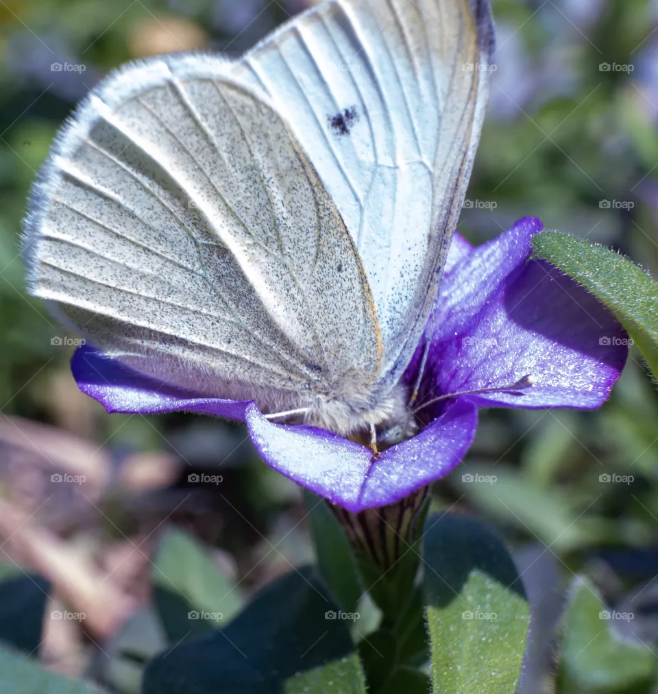 Pollinator 