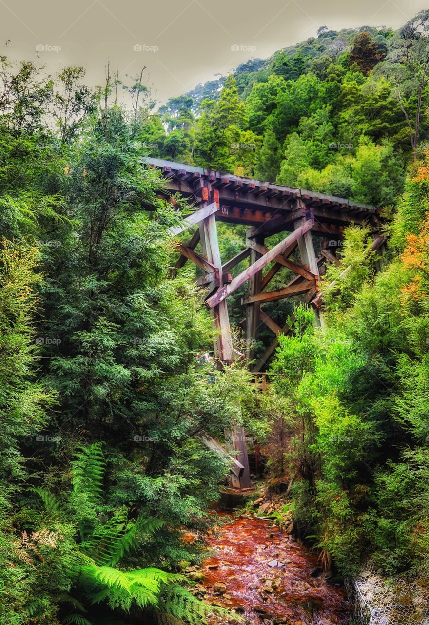 Rainforest Railway Bridge