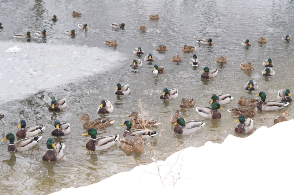 snow winter birds cold by lexlebeur