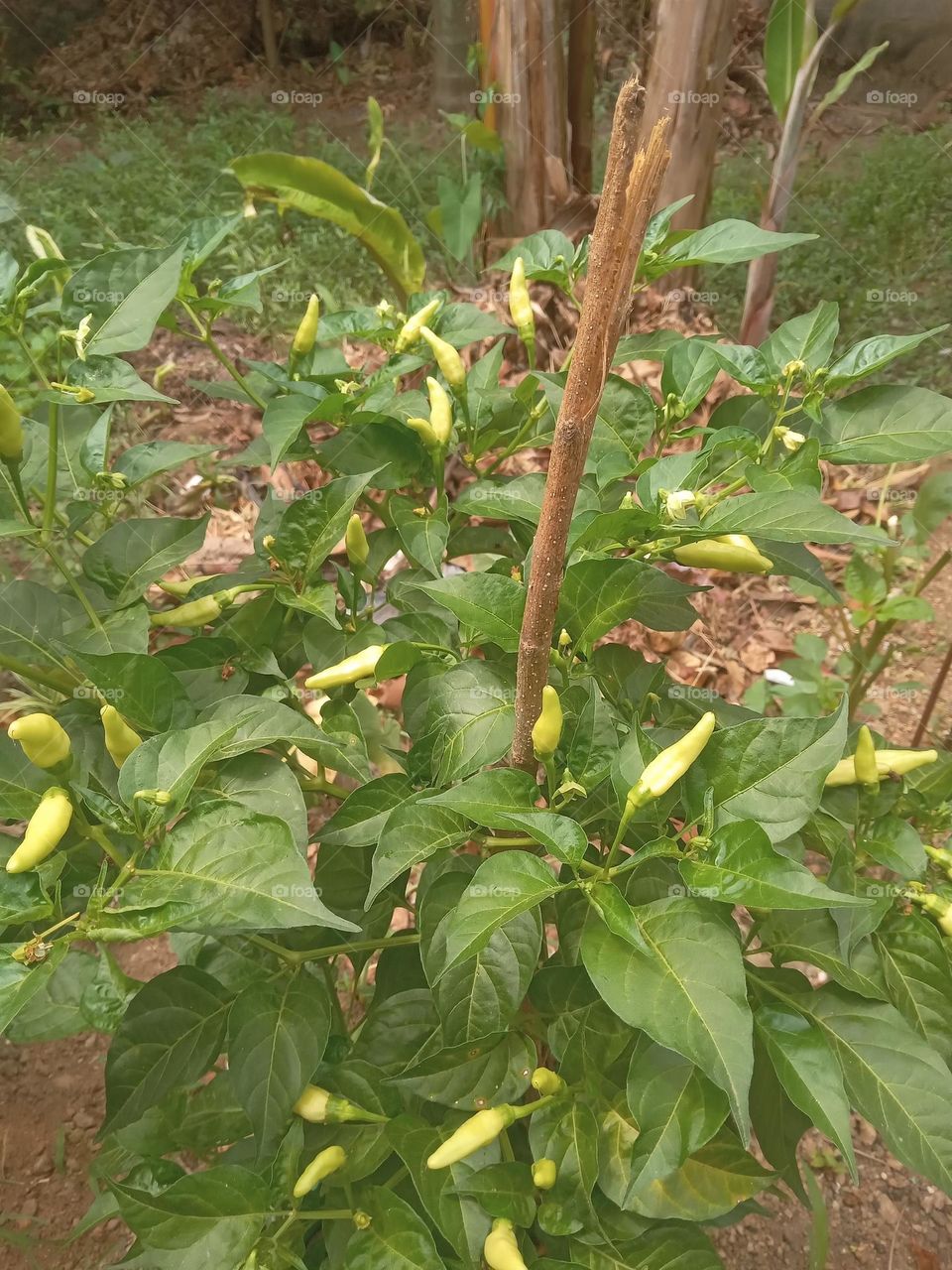 This is Kochchi Sri Lankans use these to make food delicious. You can see these in the gardens of Sri Lankans. The plant in this picture is a Kochchi plant in my garden.