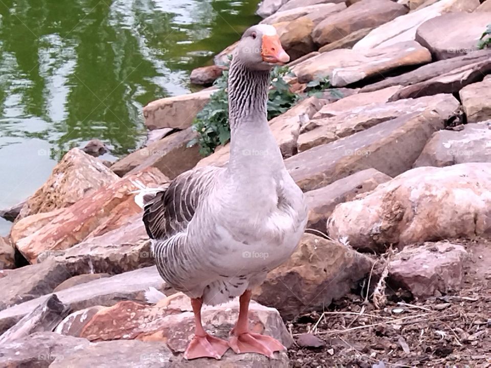 Duck and water