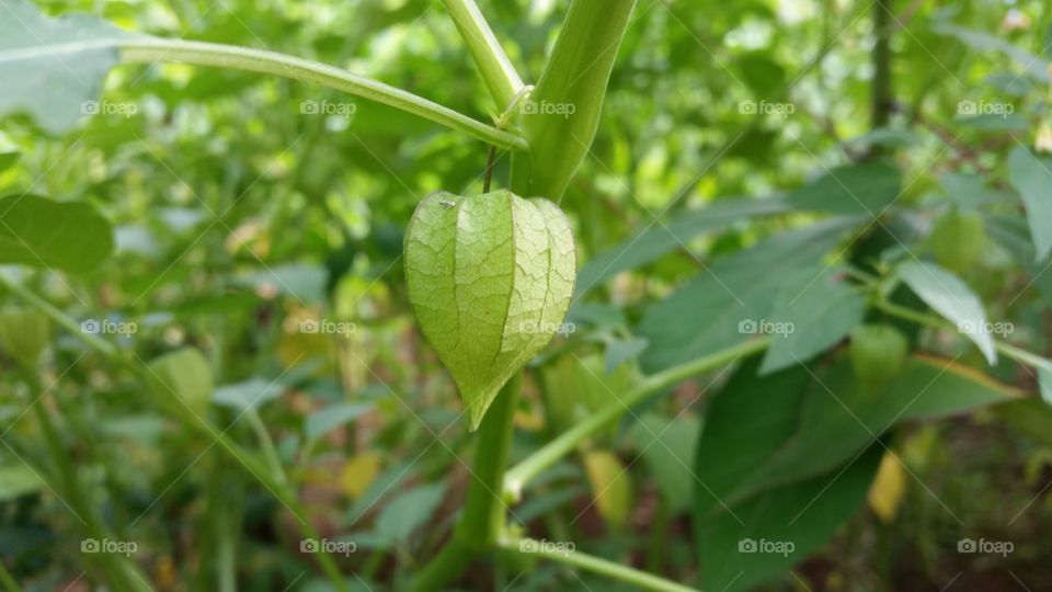 Rich Benefits of Cep need (Physalis angulata)