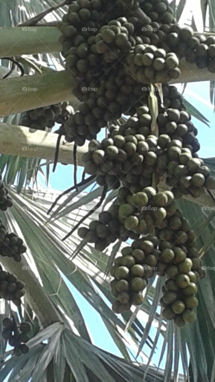 Palm Berries. Not edible.  Berries or seeds hanging from a Palm Tree.