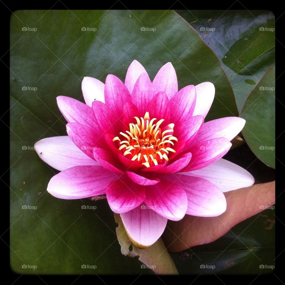 Water lily flower 