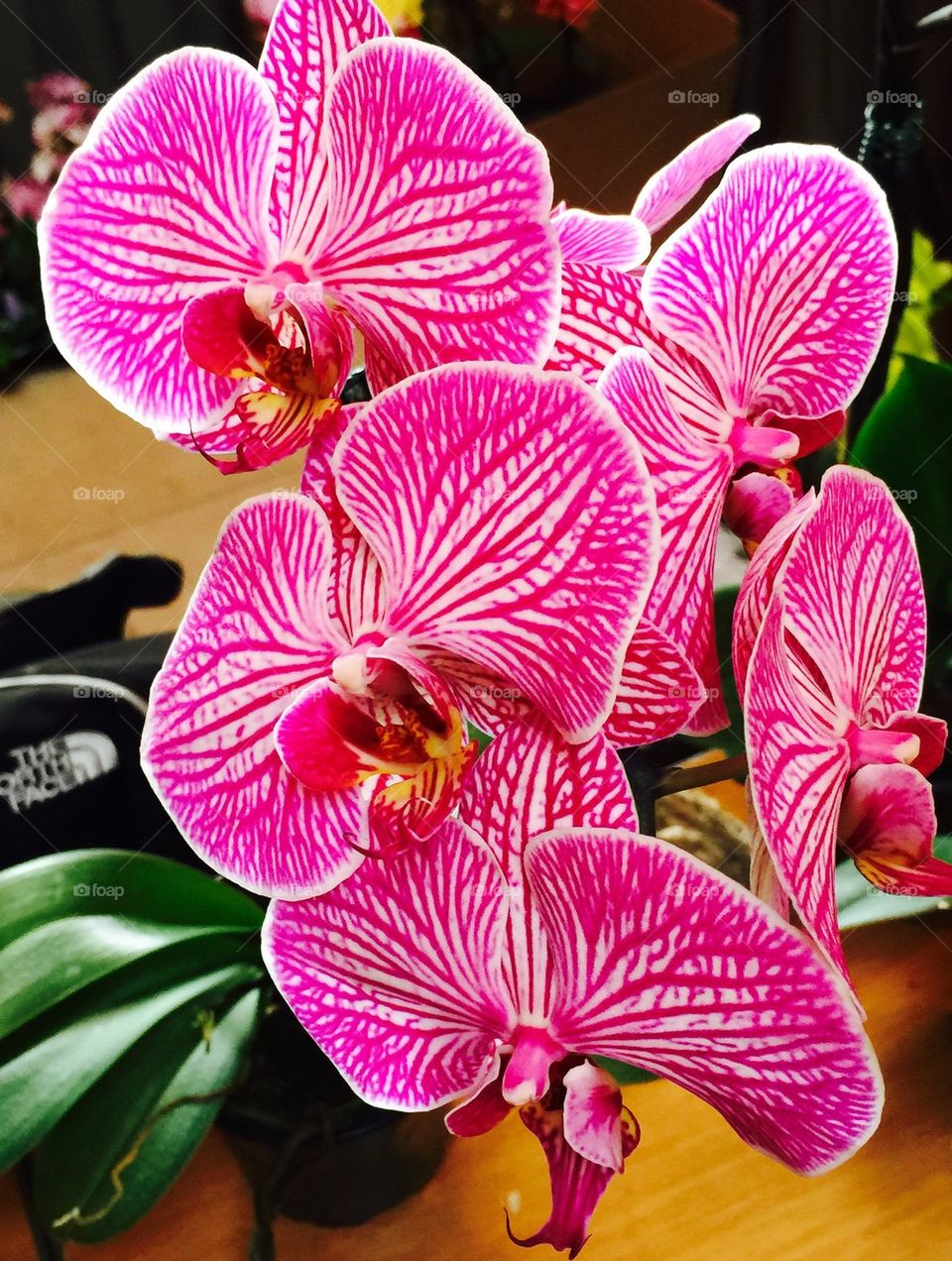 Orchid Show