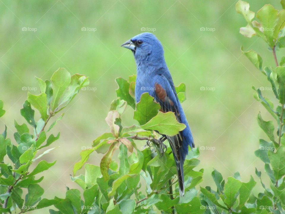 Bird, Nature, Wild, Wildlife, No Person
