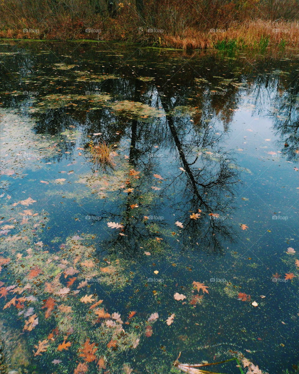 Reflection of autumn in the lake