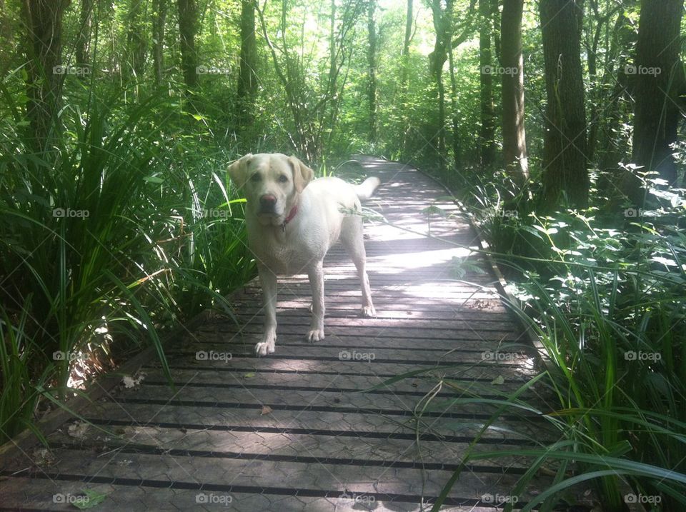 Board walk