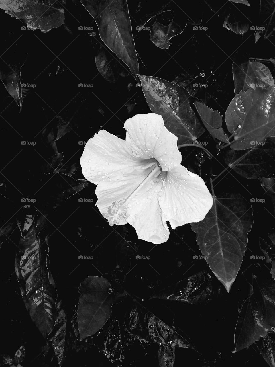 Hibiscus in Black mas