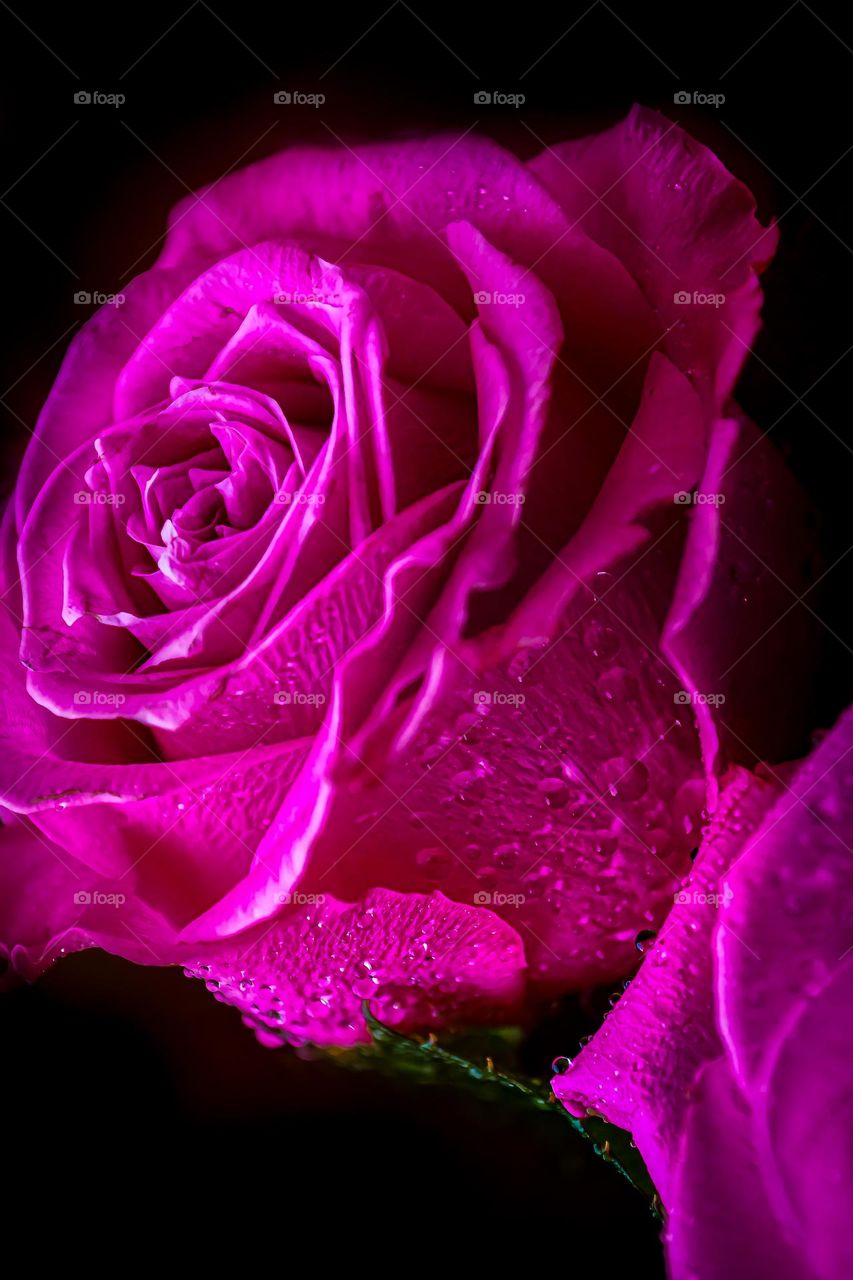 Macro background rose with drops Color pink 