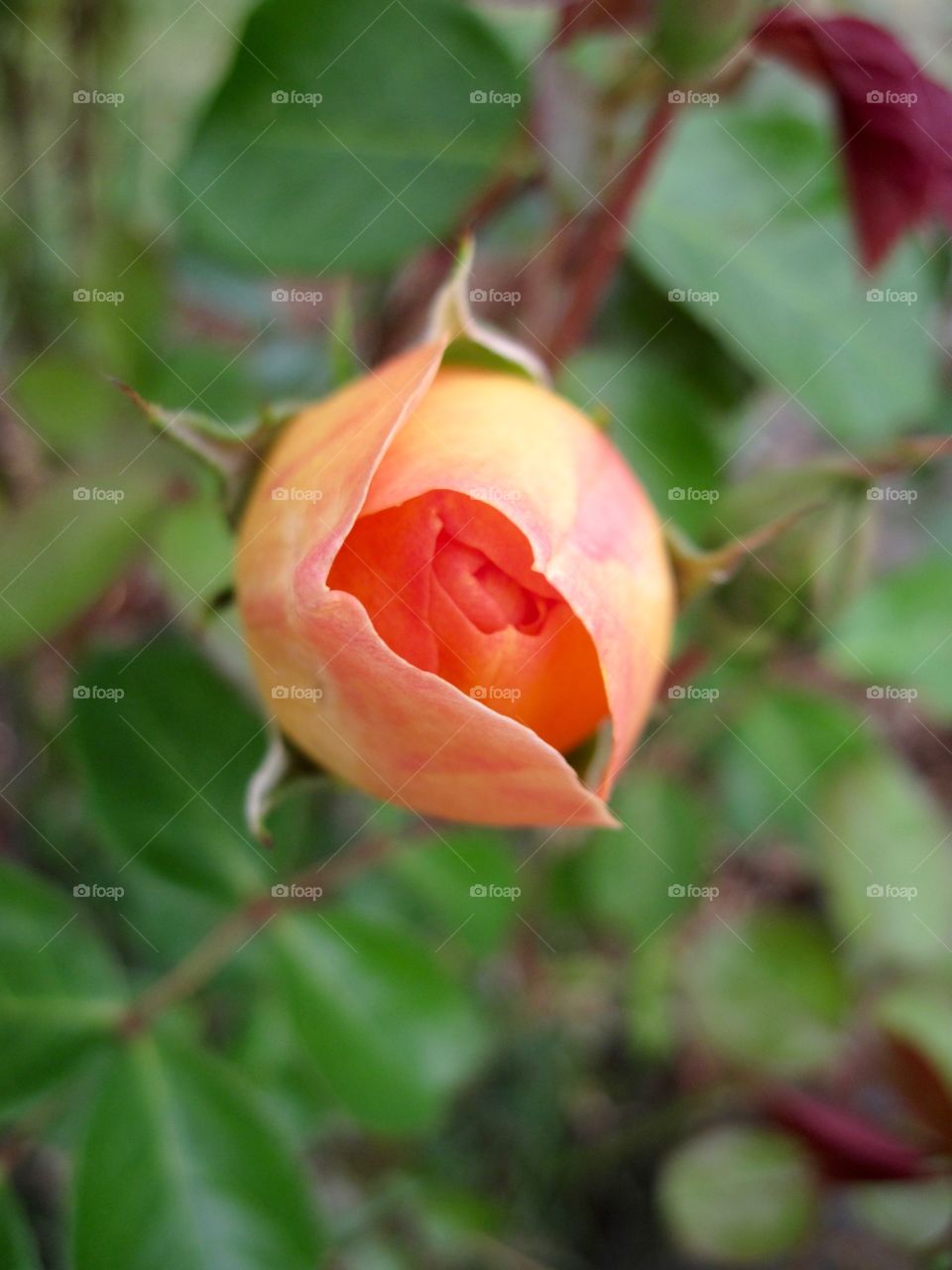 Rose bud; macro