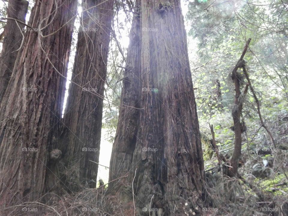 Muir woods