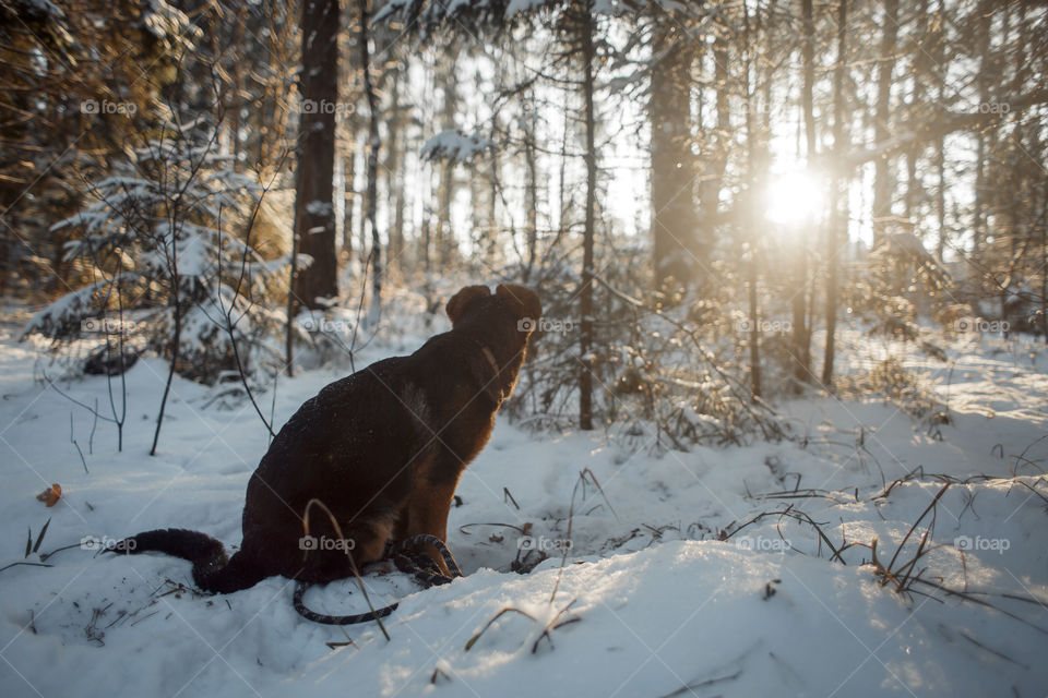 Red cute german shepard 3-th months puppy portrait at snow at the winter