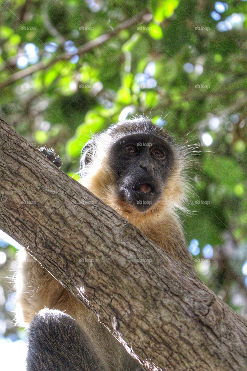 Green Vervet Monkey, Banjul 
