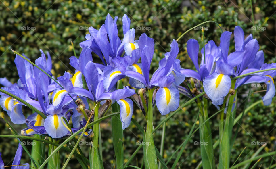 Iris flowers. 