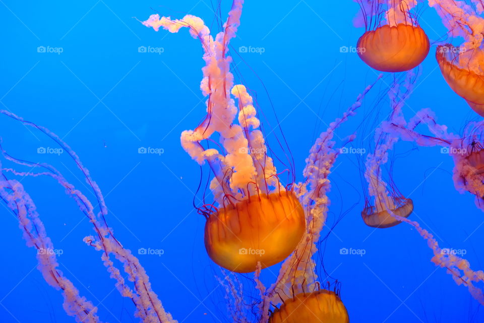 Just a jellyfish and his friends 