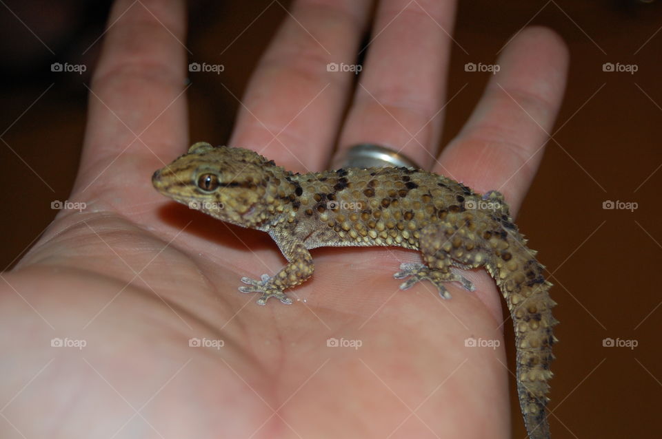 gecko