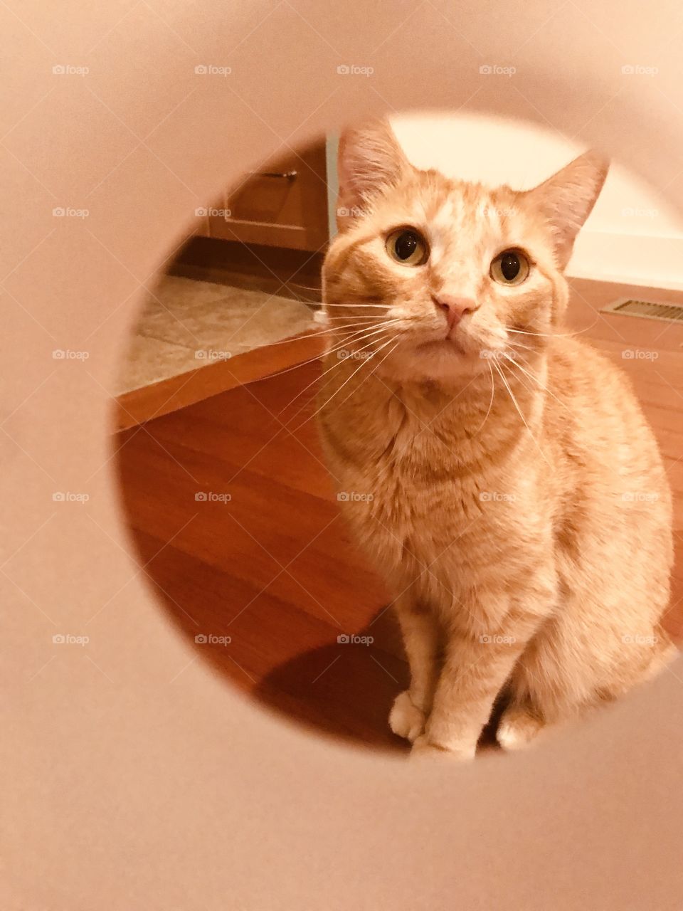 Adorable orange tabby cat looking through cylinder tube. 