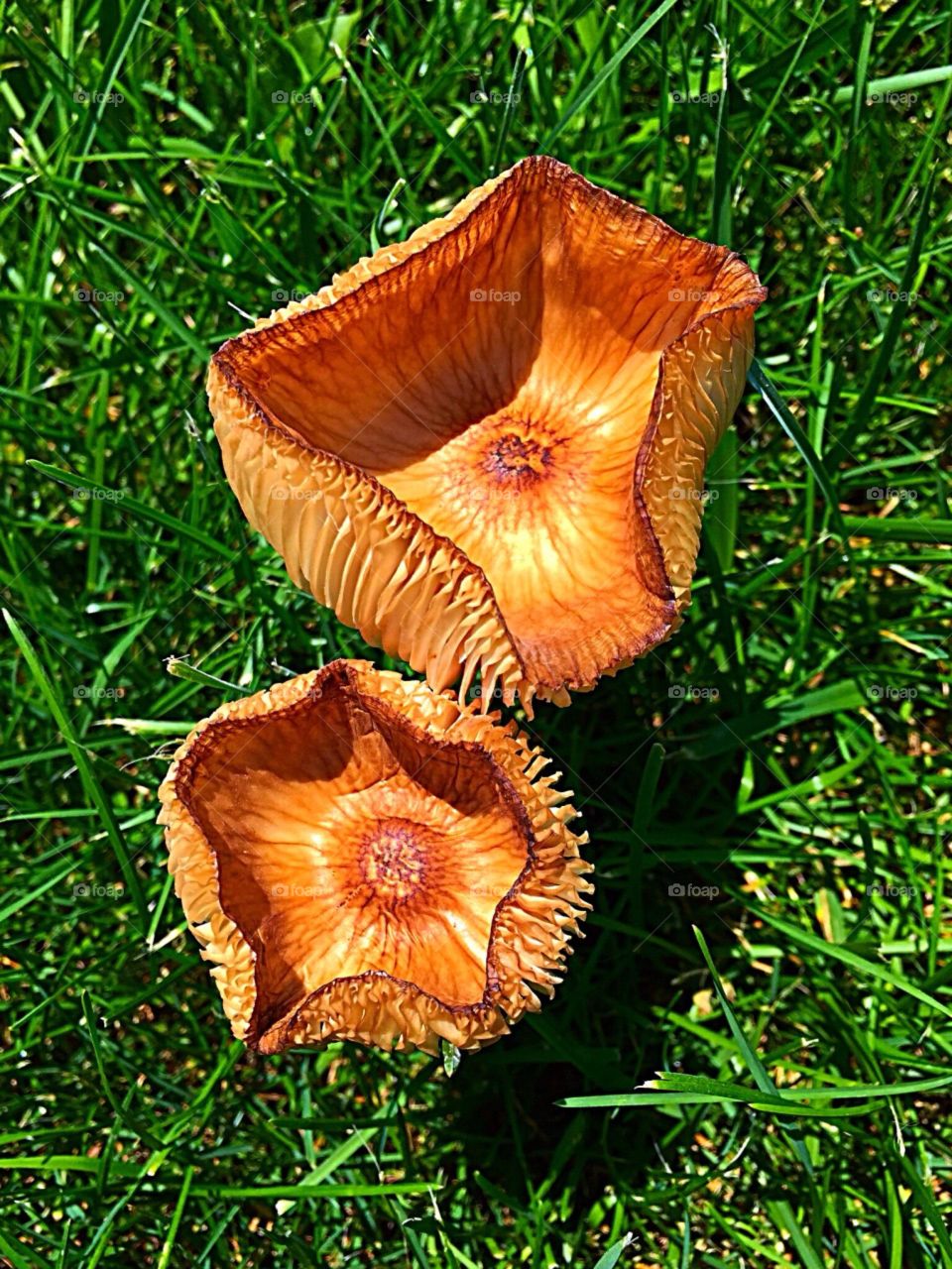 Yard Surprise. Beauty in my yard