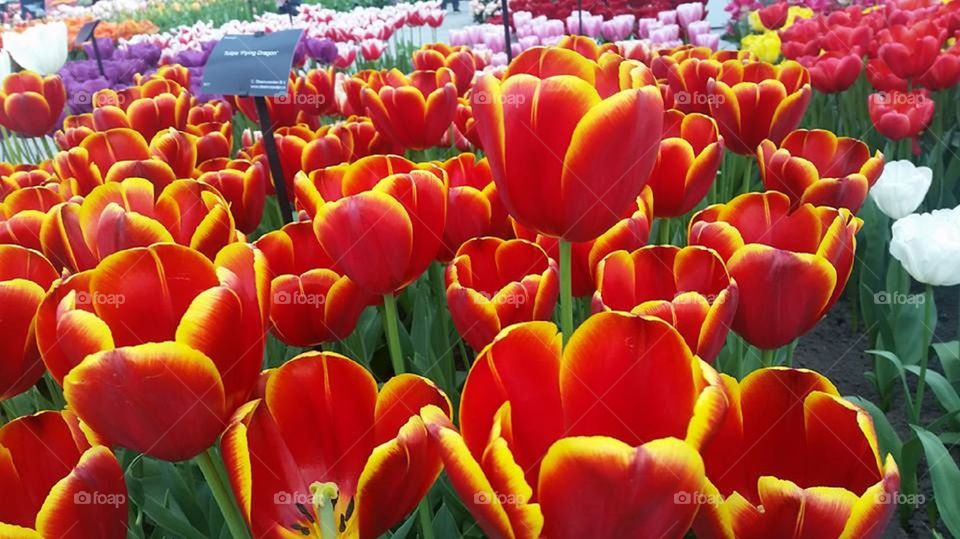 Tulips