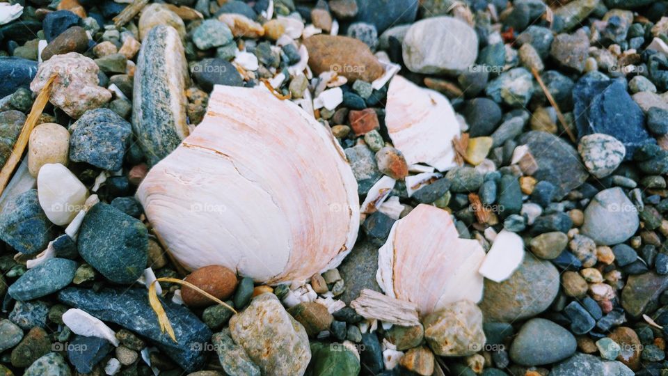 Broken Shells
