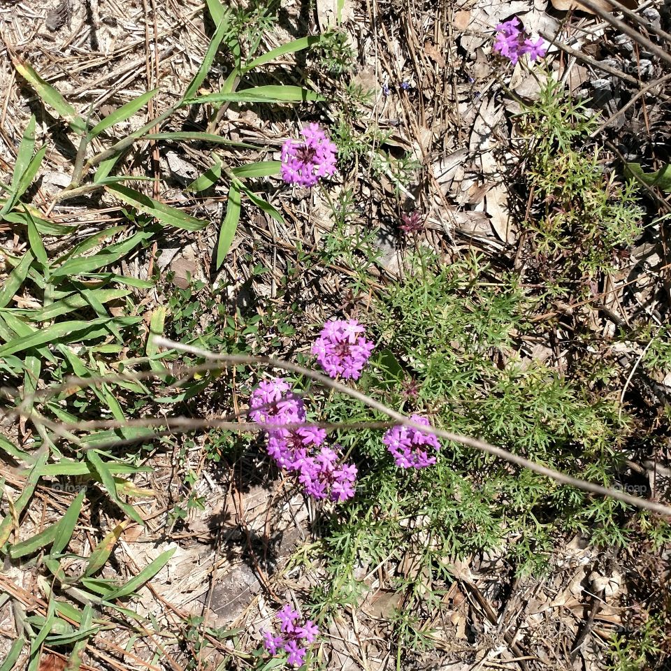 wild flower