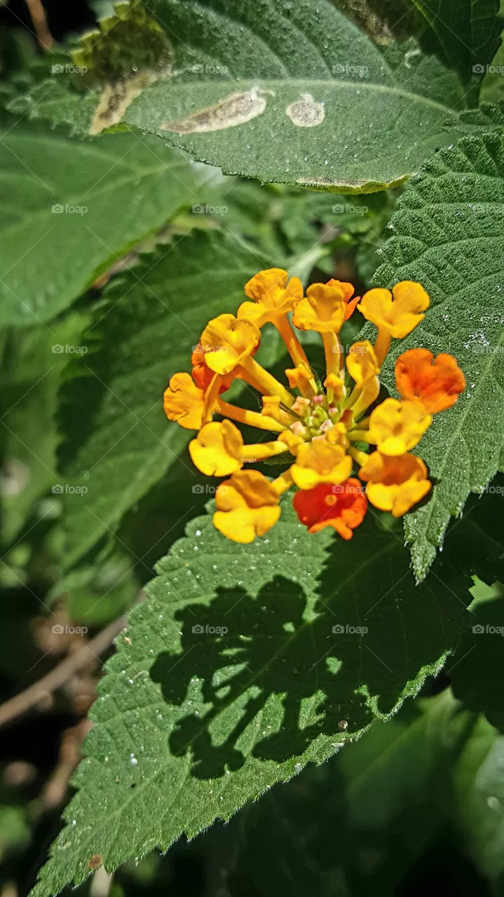 flower