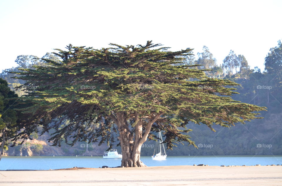 Meet me here! 🌳⛵