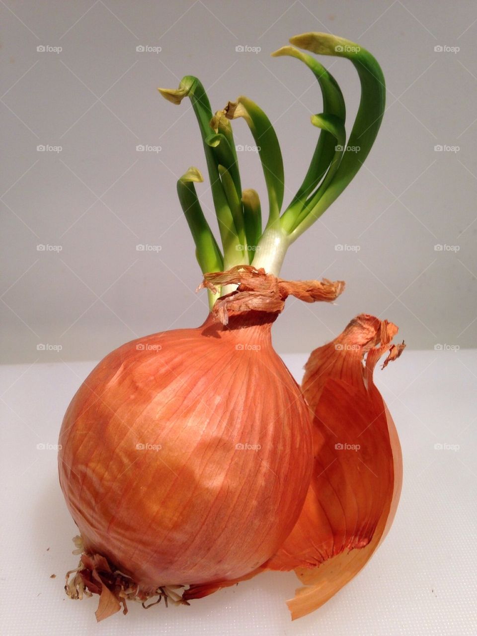 Springing onion on grey background