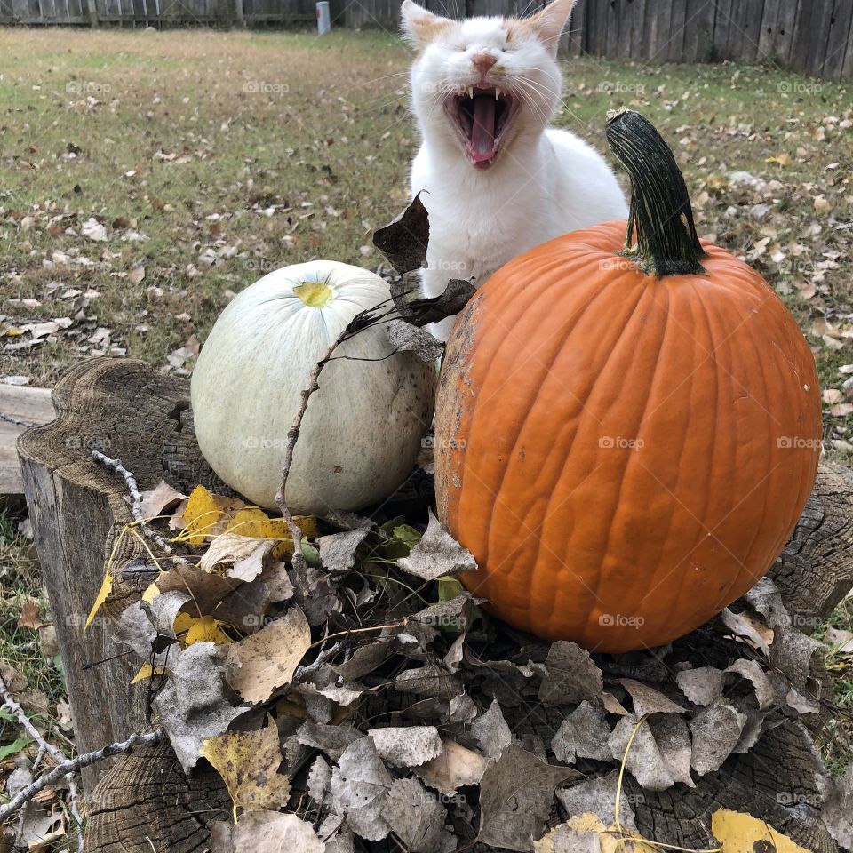 Funny cat yawns like a laugh