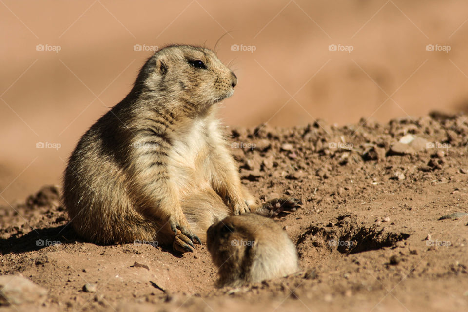 Groundhogs taking it easy in the summer sun 