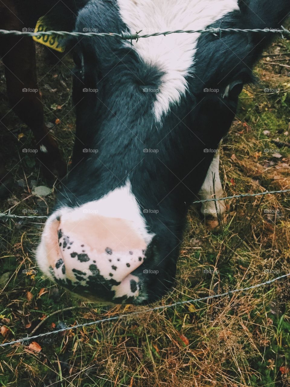 Cow