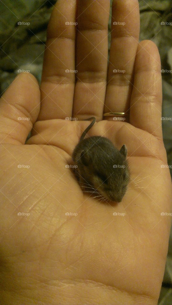 baby mouse. finders keepers