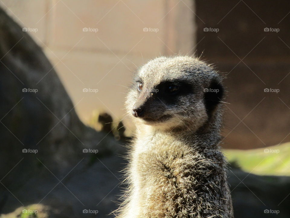 meerkat with the autumn sunshine shining down on him