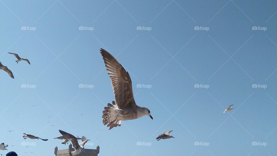 flock   of seagulls flying cross the sky.