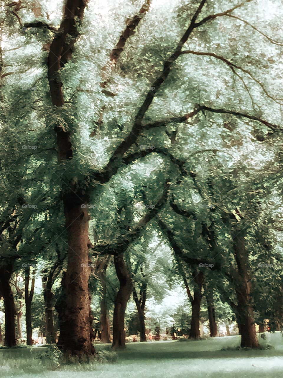 American Elm Trees, Central Park, New York City.