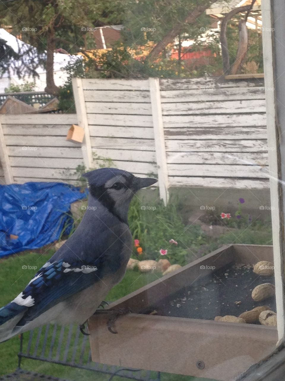 Blue jay in feeder