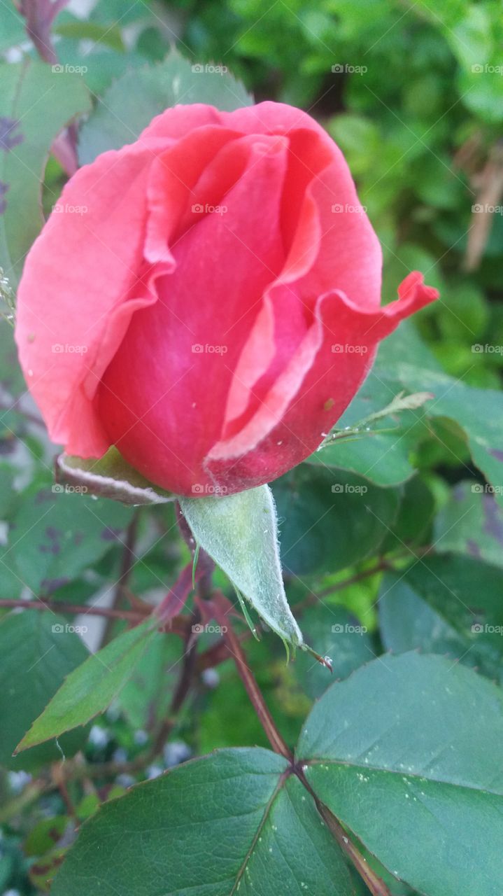 Rose