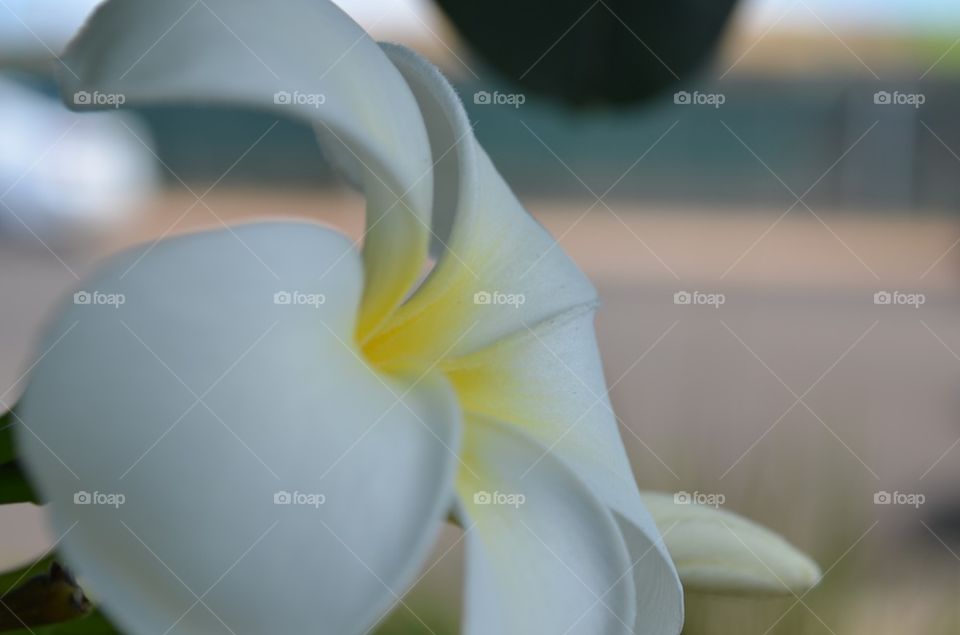 side close up flower