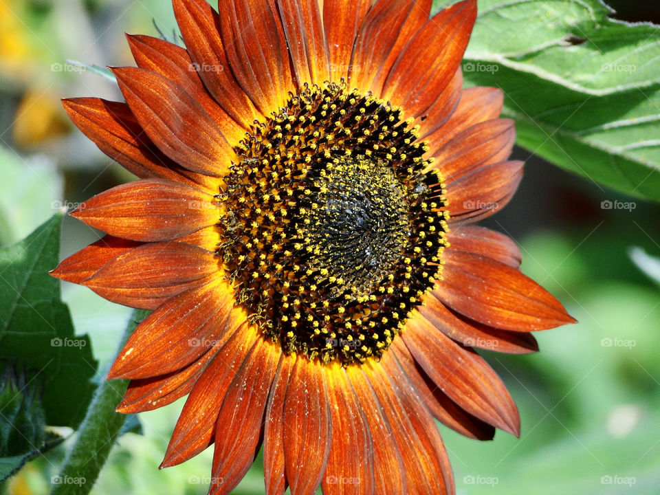 pollen orange brown sunflower by wordfanne