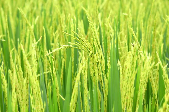 Rice