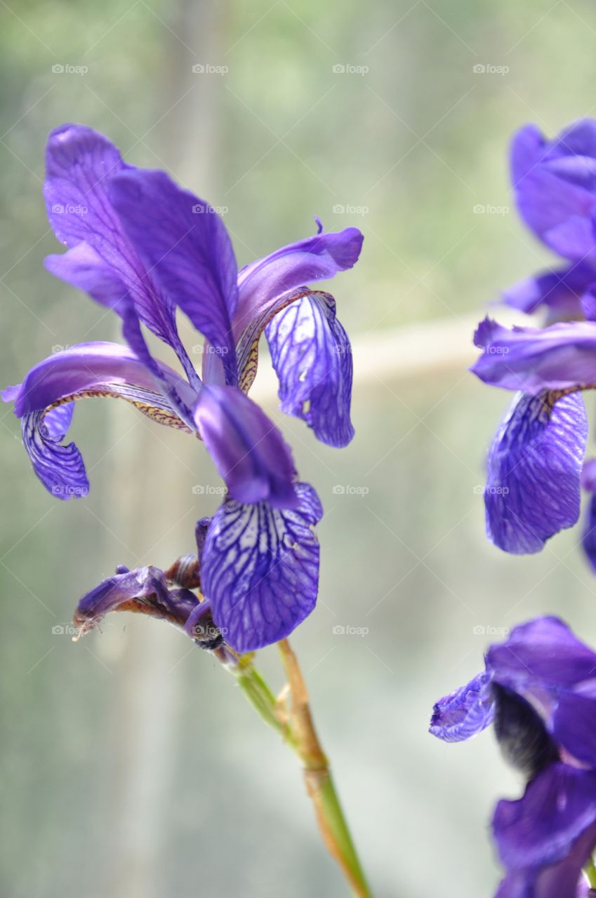 purple iris