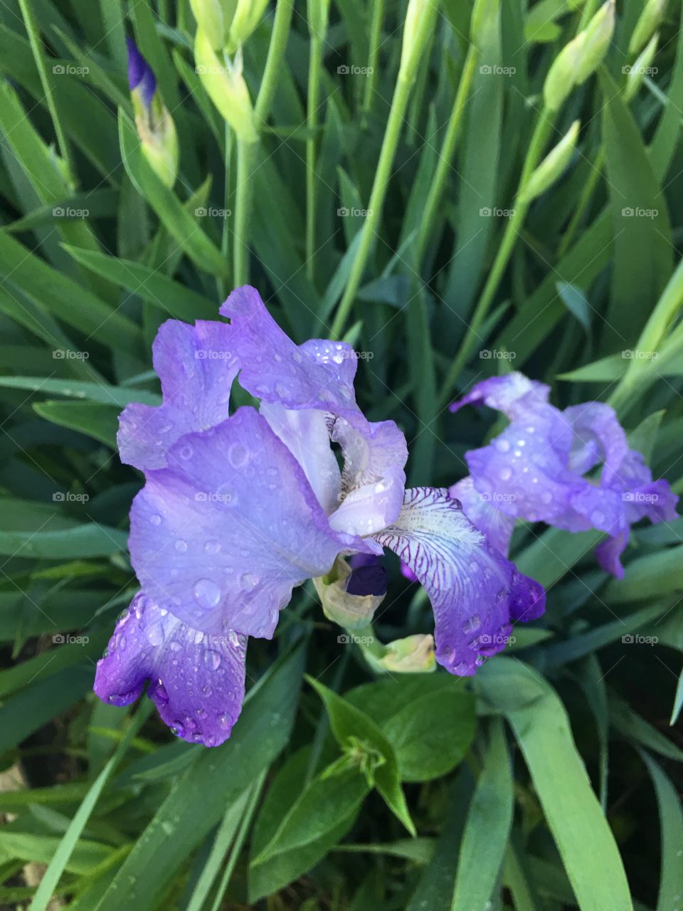 Dew on the petals