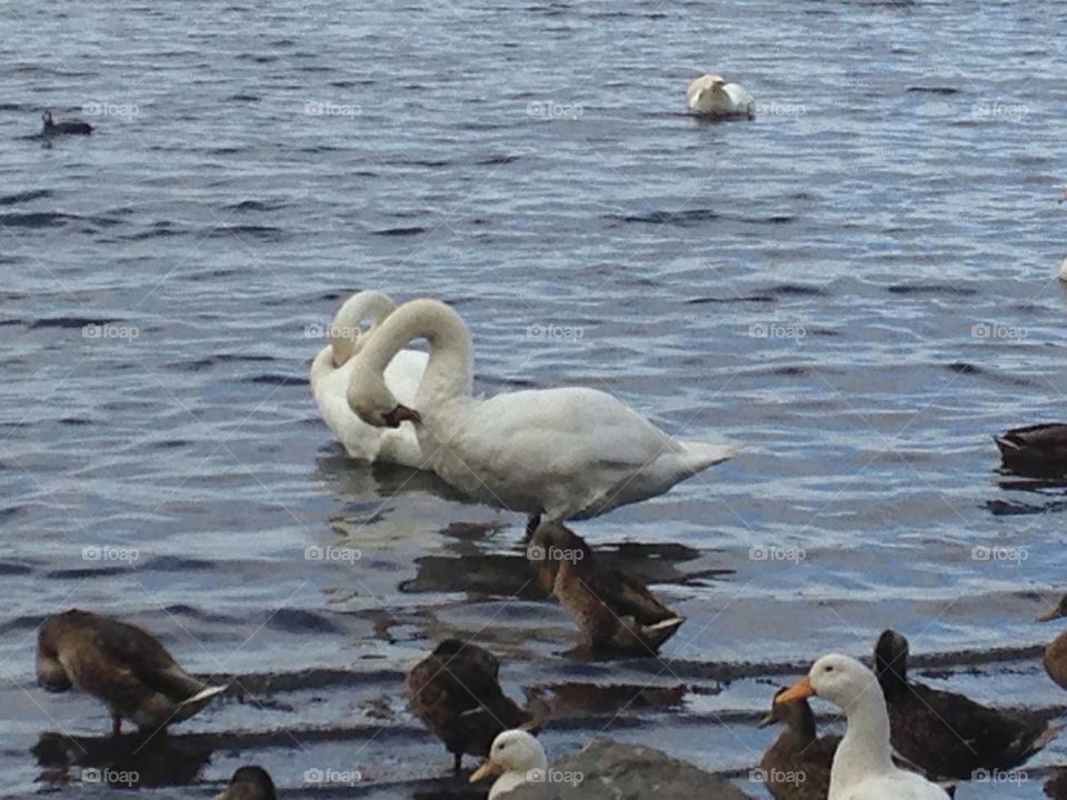 Swans grooming at Pennington flash country park