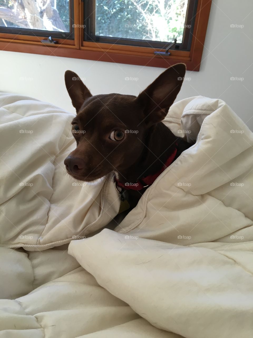 Puppy in bed