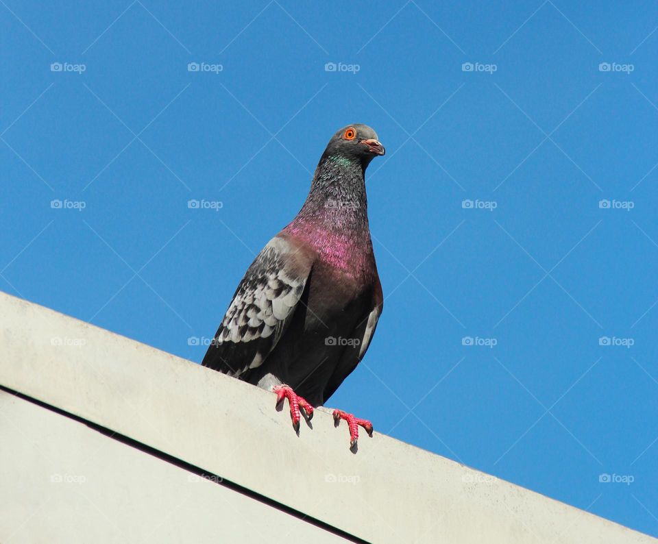 Paloma citadina reposando en el borde de un edificio 
