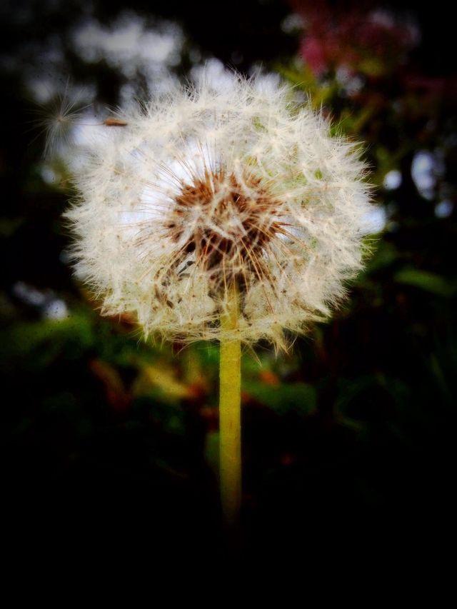 Seeds