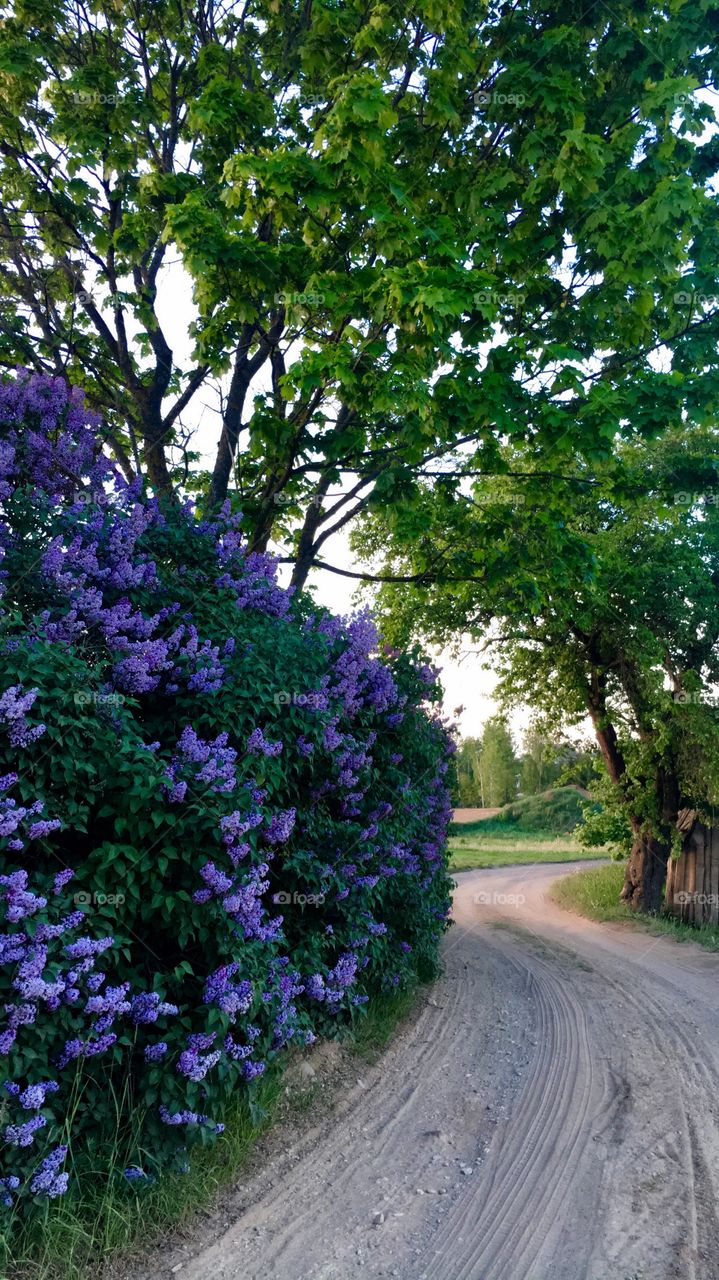 Lilac way